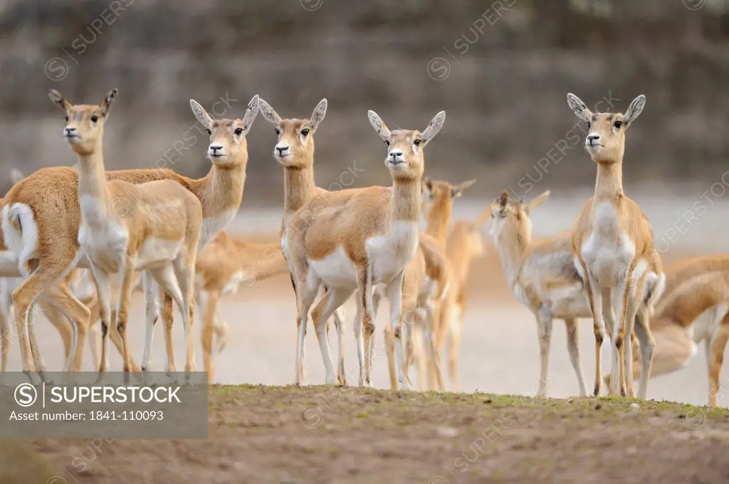 Herd of Blackbucks Antilope cervicapra