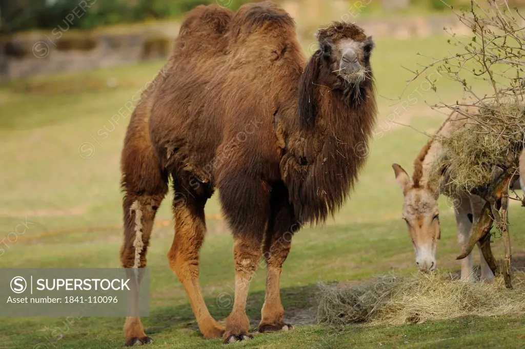 Eating Bactrian camel Camelus bactrianus
