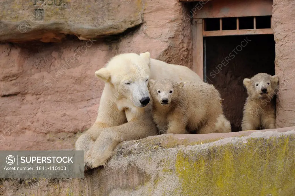 Young polar bears Ursus maritimus with mother