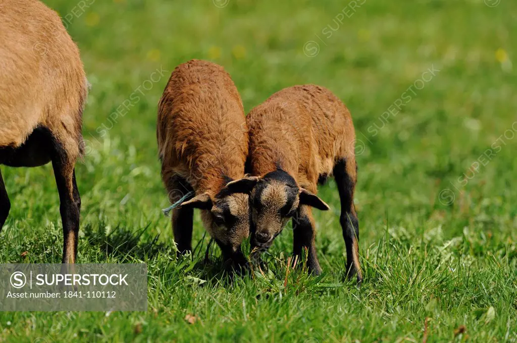 Young Cameroon sheep in pasture