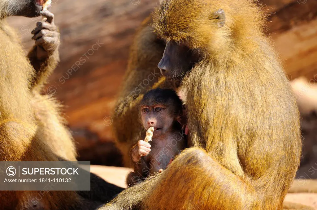 Guinea baboon Papio papio family