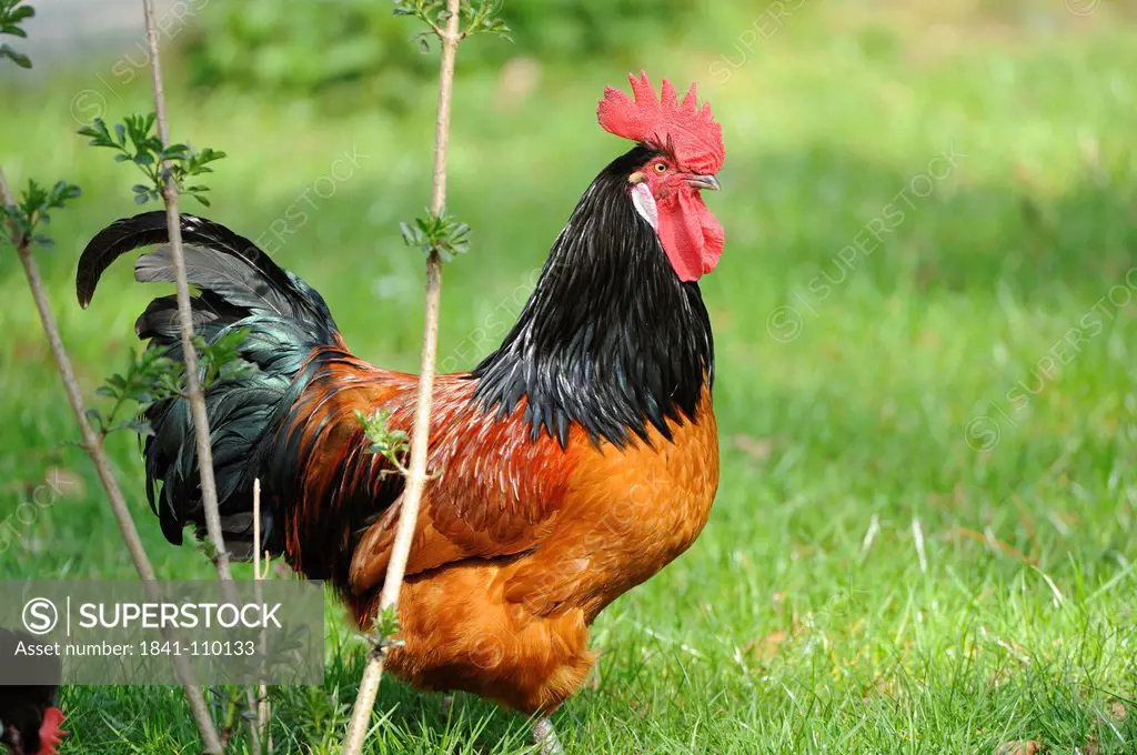 Rooster in meadow