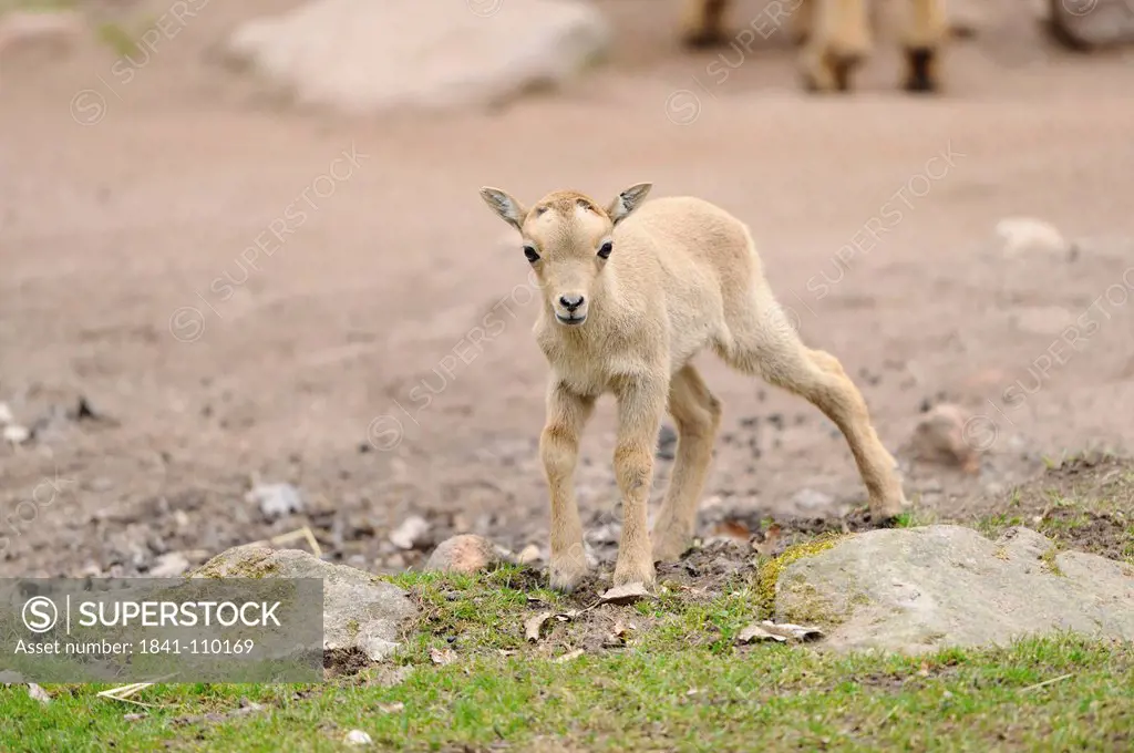 Young Barbary Sheep Ammotragus lervia