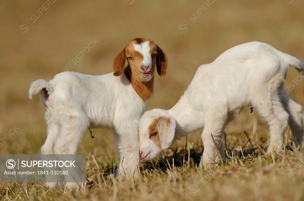 Two young domestic goats Capra aegagrus hircus