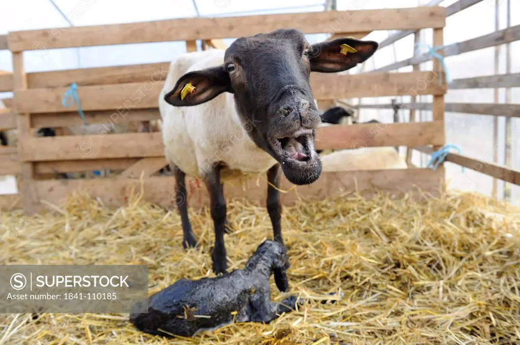 Suffolk sheep, mother with newborn lamb