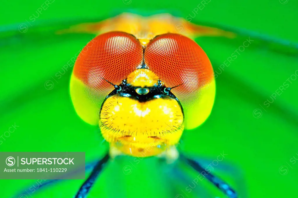 Dragonfly, Sympetrum vulgatum