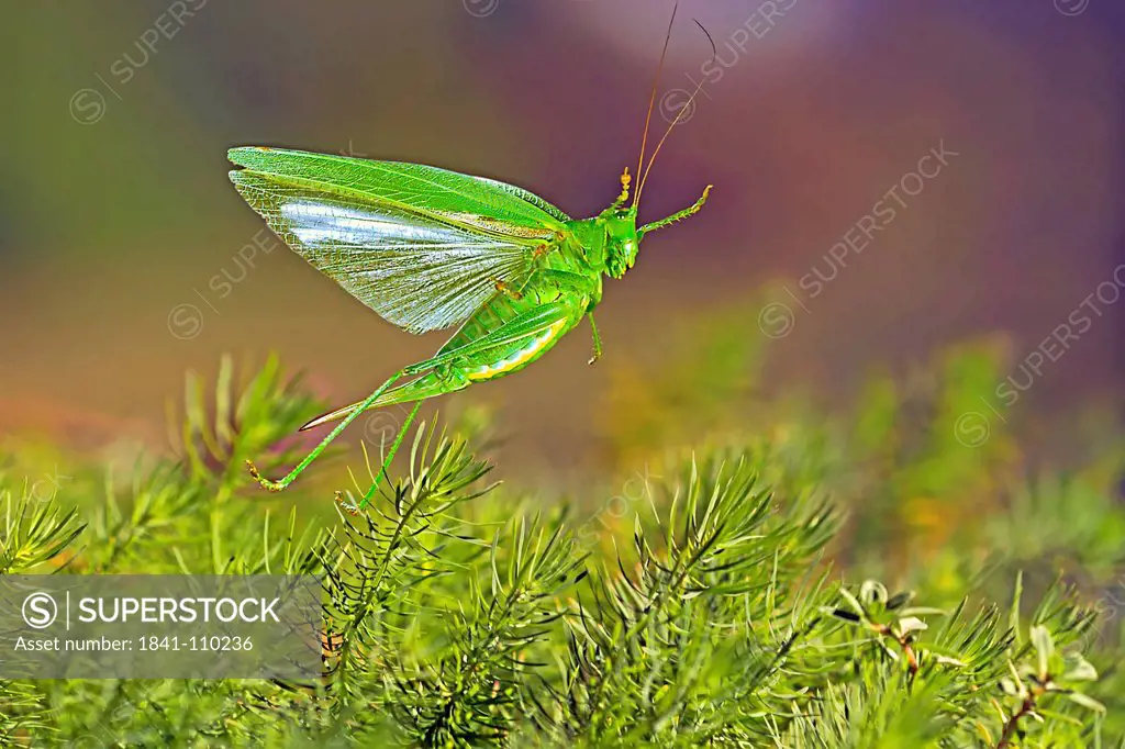 Grasshopper, Tettigonia viridissima