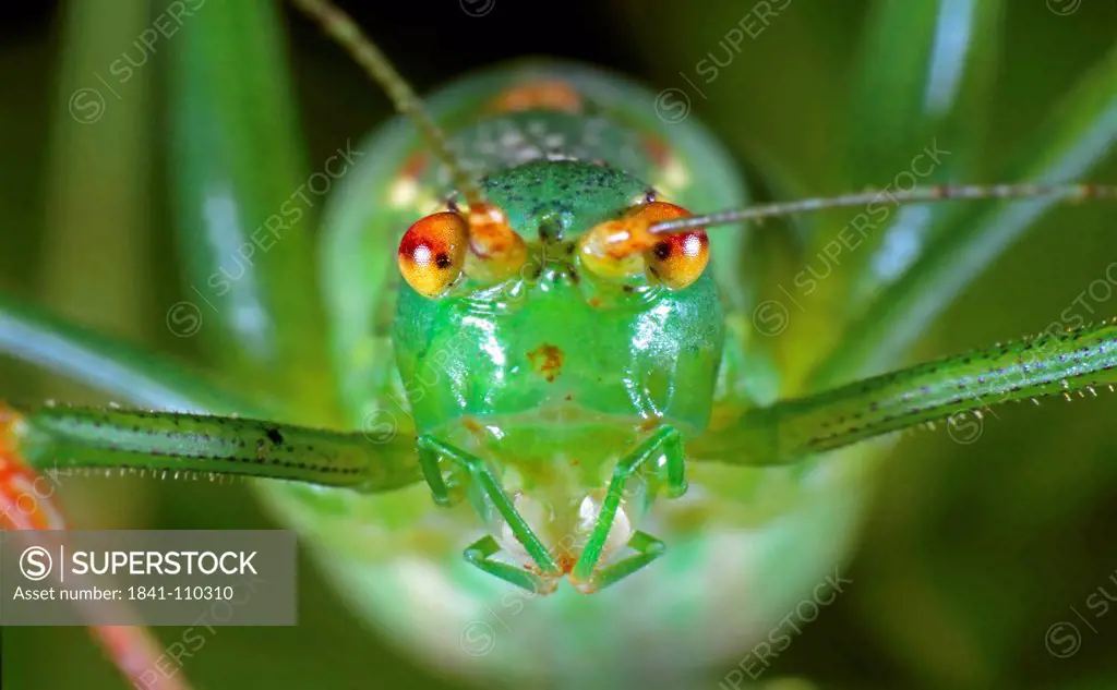 Grasshopper at oviposition