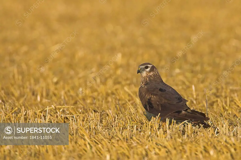 Close_up of Montagu´s Harrier Circus pygargus in field