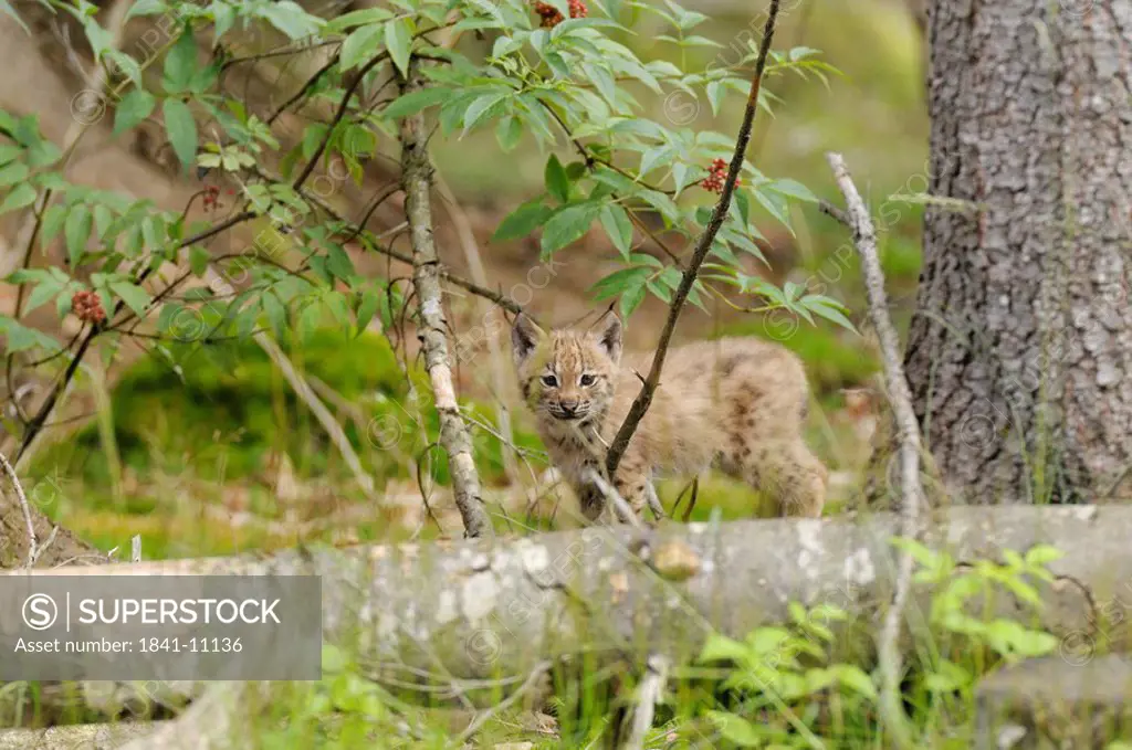 young Carpathian lynx on a tree trunk