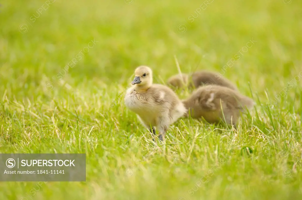 Three gosling in the grass