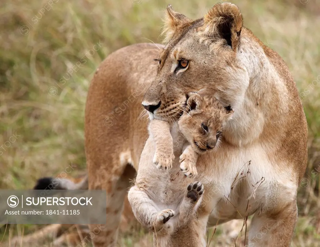 Lioness Panthera leo carrying cub in mouth, Masai Mara National Reserve, Kenya
