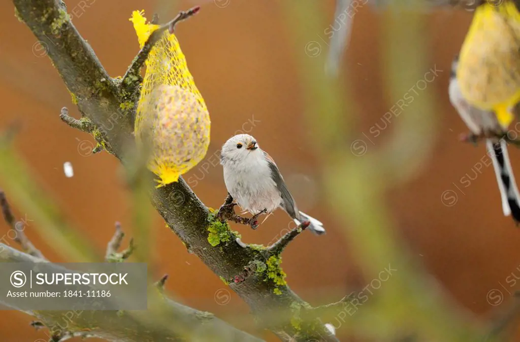 Two Long_tailed Tits Aegithalos caudatus perching on a branch with fat balls, Bavaria, Germany, close_up
