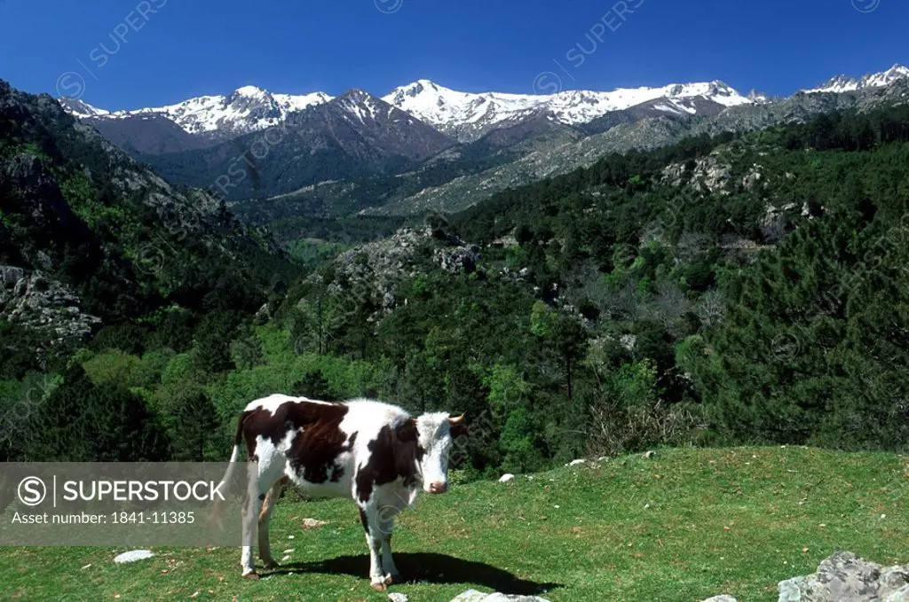 Cow standing on grassy landscape, France