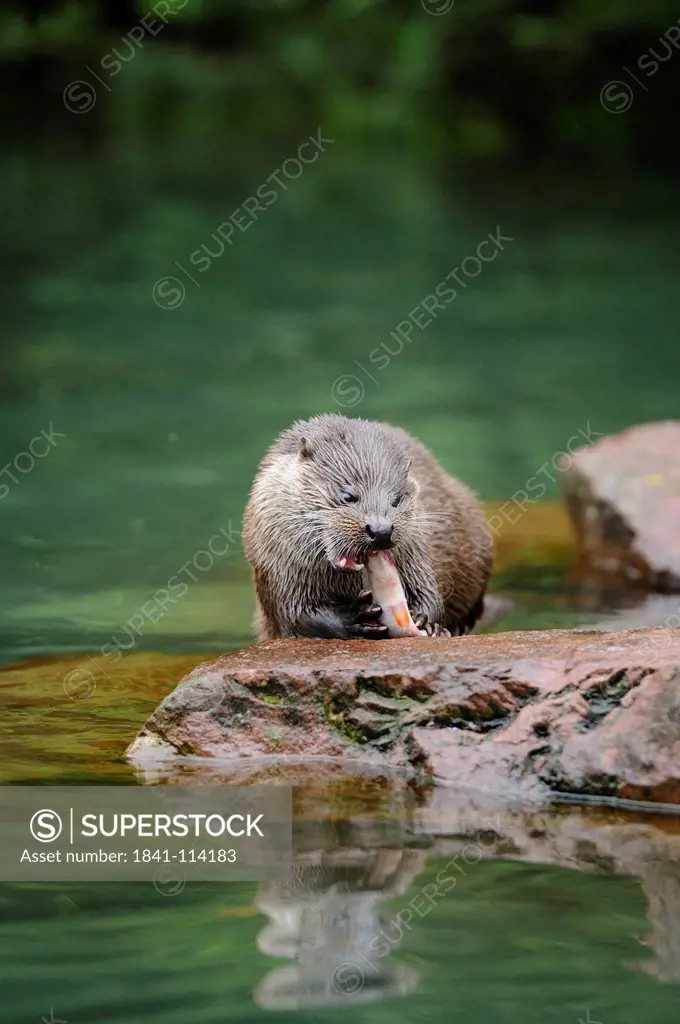 European otter, Lutra lutra