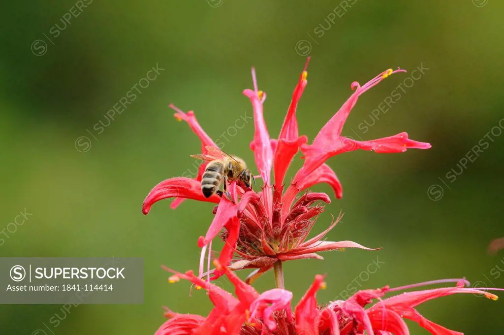Honeybee, Apis mellifera, and bee balm, Monarda didyma