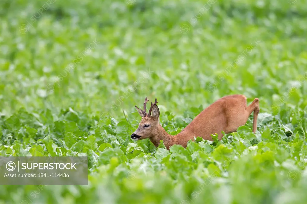 Roe buck, Schleswig_Holstein, Germany, Europe