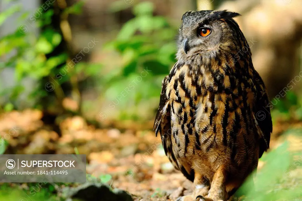 Eurasian Eagle_Owl Bubo bubo in the NP Bavarian Forest, Germany
