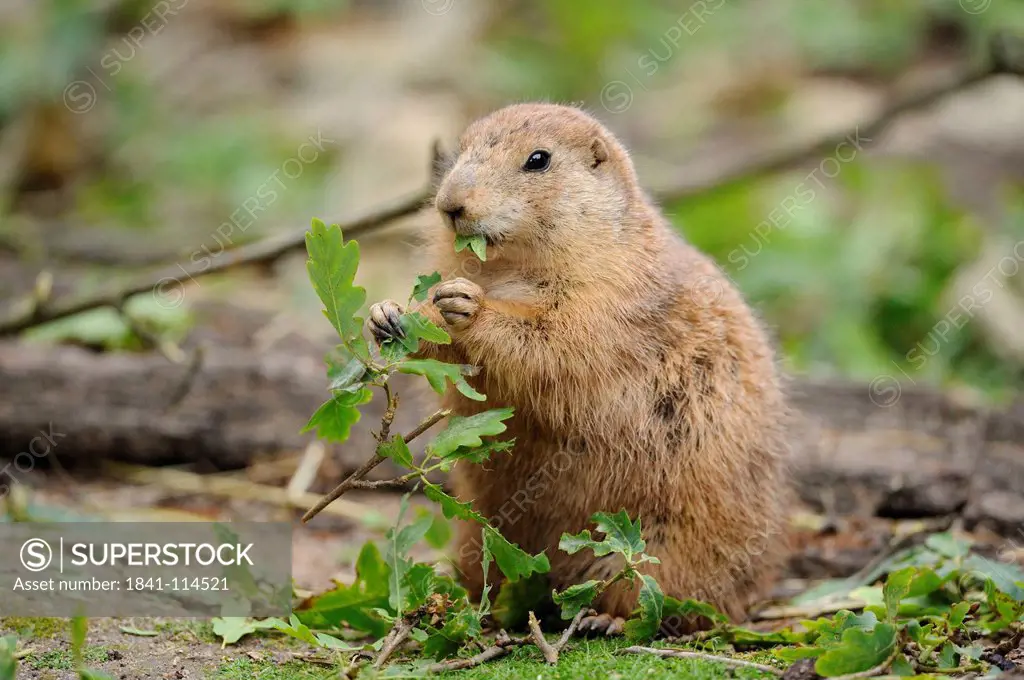 Black_tailed prairie dog Cynomys ludovicianus eating leaves