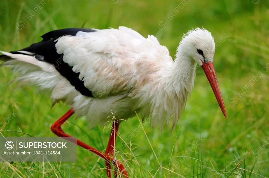 White Stork Ciconia ciconia in a meadow