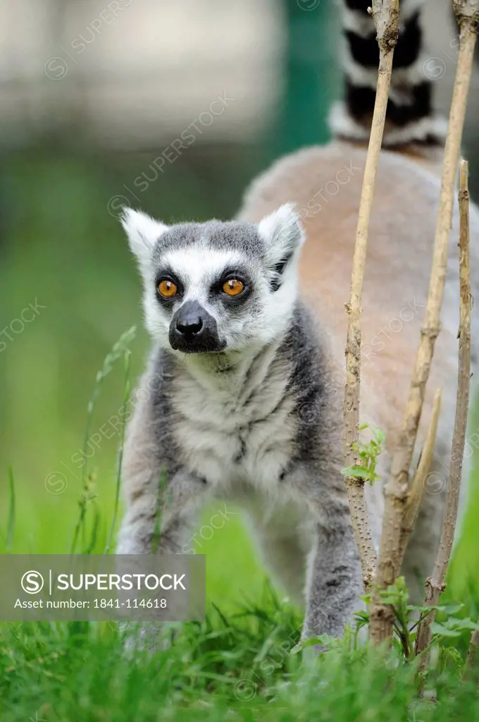 Ring_tailed lemur, Lemur catta, at zoo, Augsburg, Bavaria, Germany, Europe