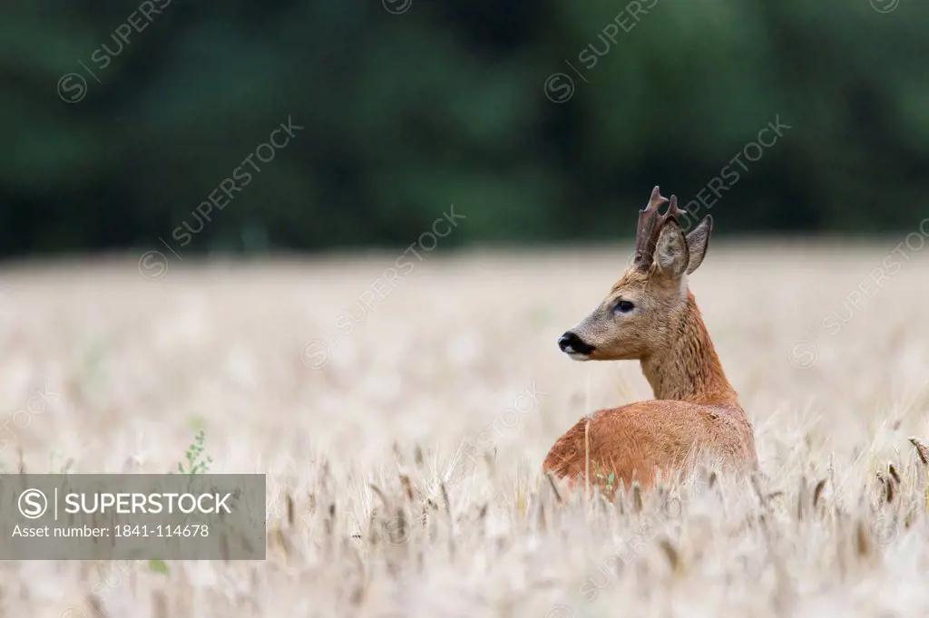 Roe buck, Schleswig_Holstein, Germany, Europe