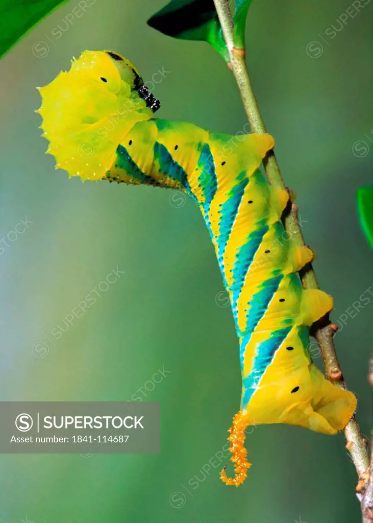 Caterpillar of a butterfly