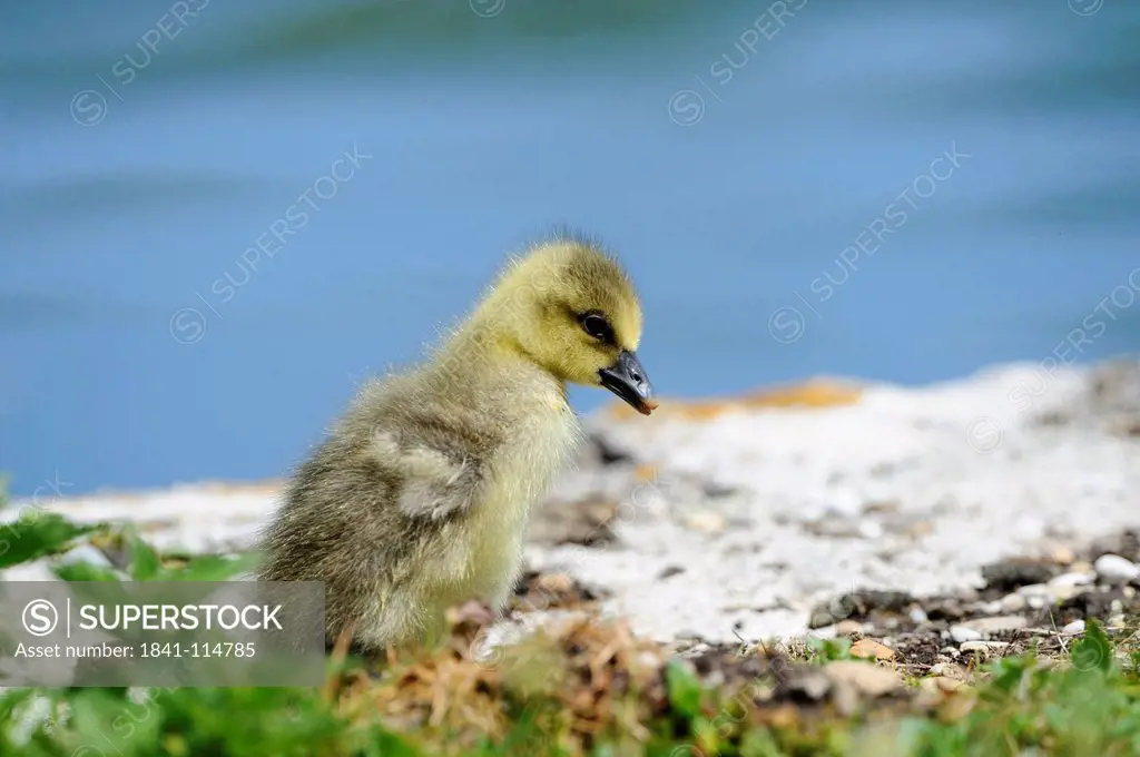 Grey goose chick, Anser anser, Bavaria, Germany, Europe