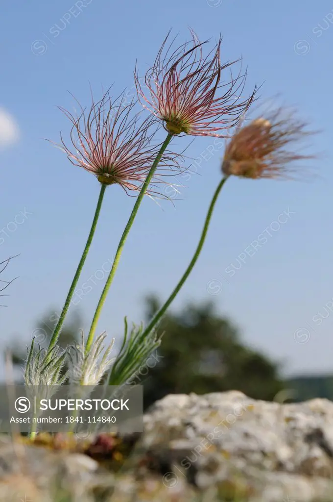 Common Pasque flower Pulsatilla vulgaris, Bavaria, Germany