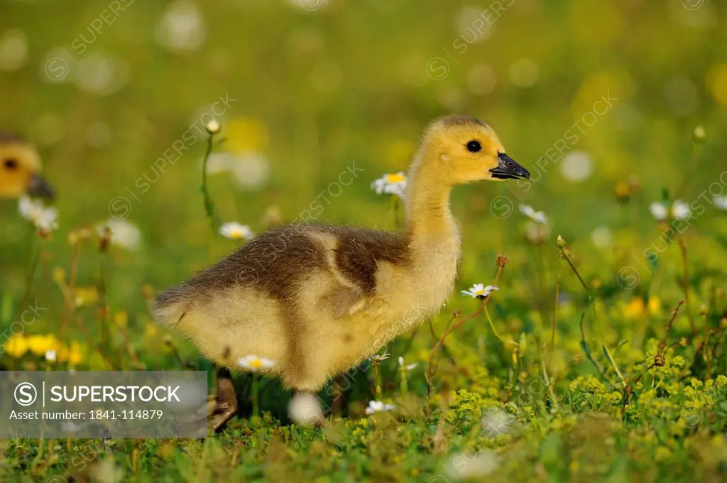 Goose chick, Branta canadensis, Bavaria, Germany, Europe