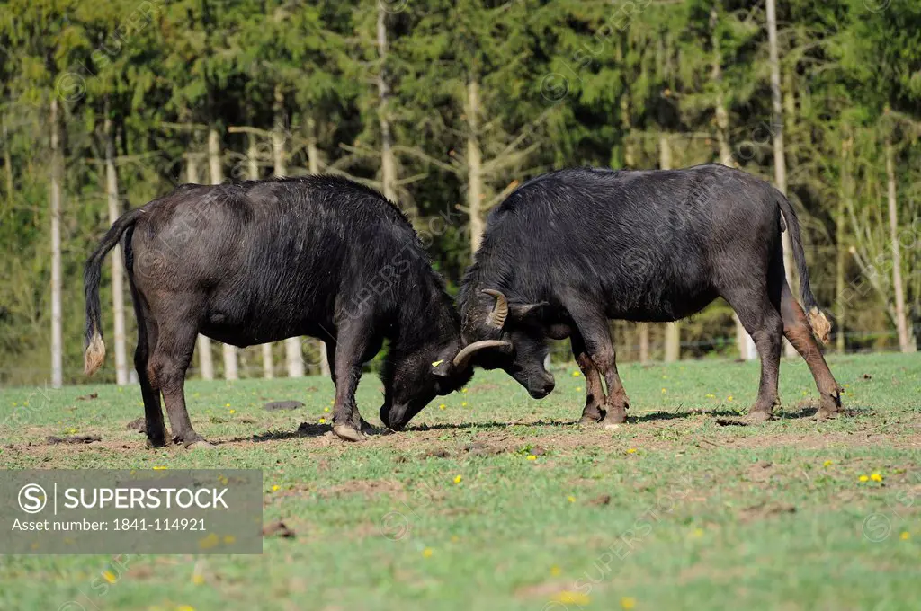 Two wild water buffalos Bubalus arnee fighting