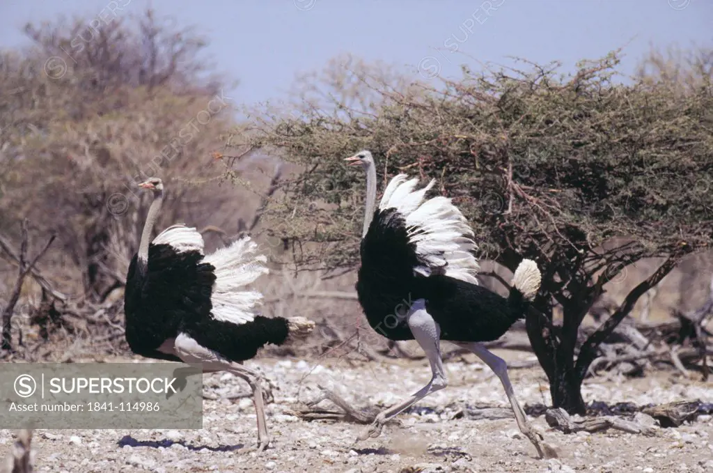 Two male ostrich Struthio camelus running in field, Etosha National Park, Namibia