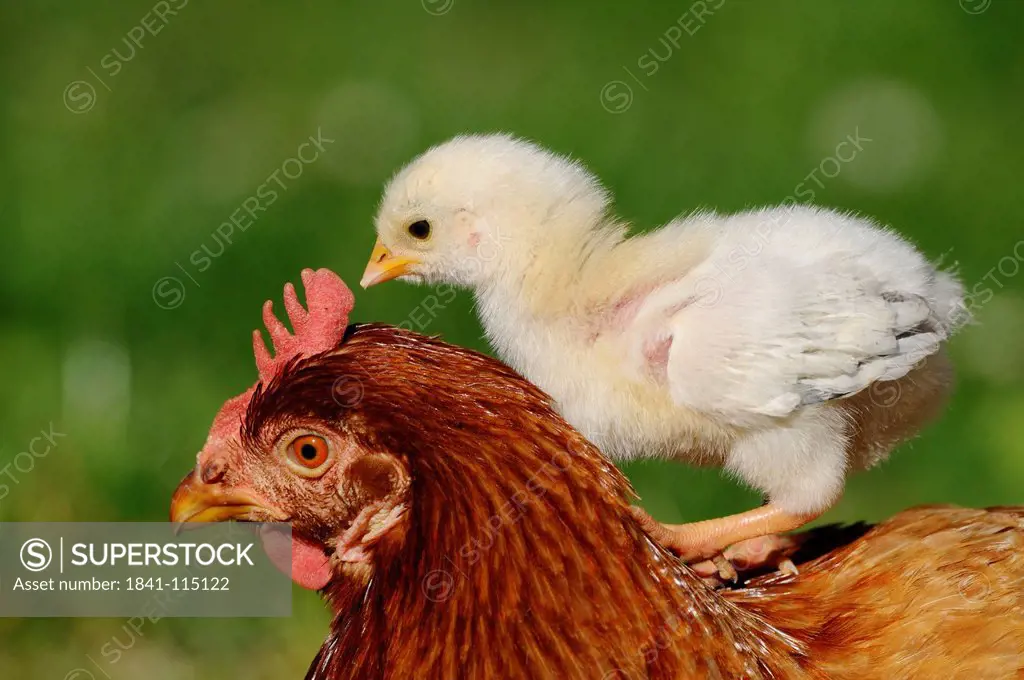 Barn fowl, Gallus gallus domesticus, and chick