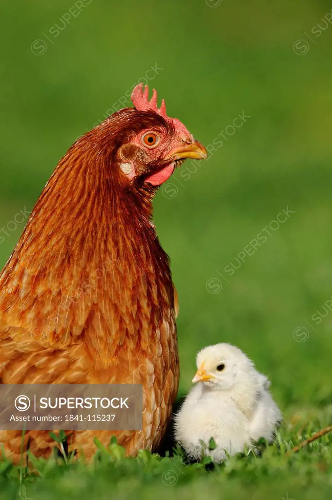 Barn fowl, Gallus gallus domesticus, and chick