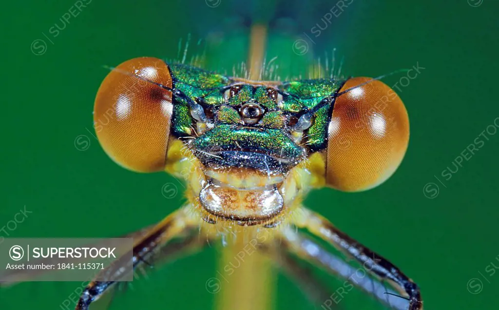 Dragonfly, Lestes virides
