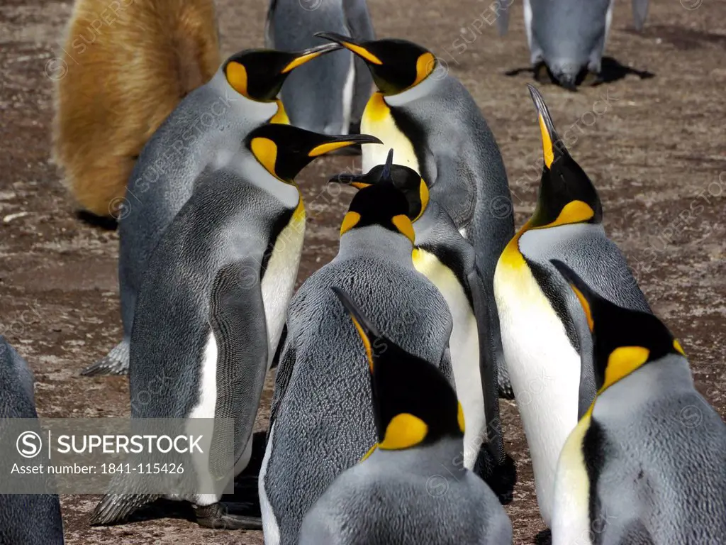 Colony of king penguins, Falkland Islands