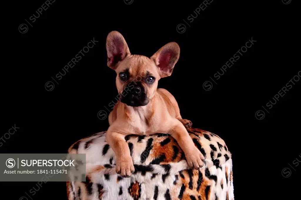 French bulldog lying on a stool