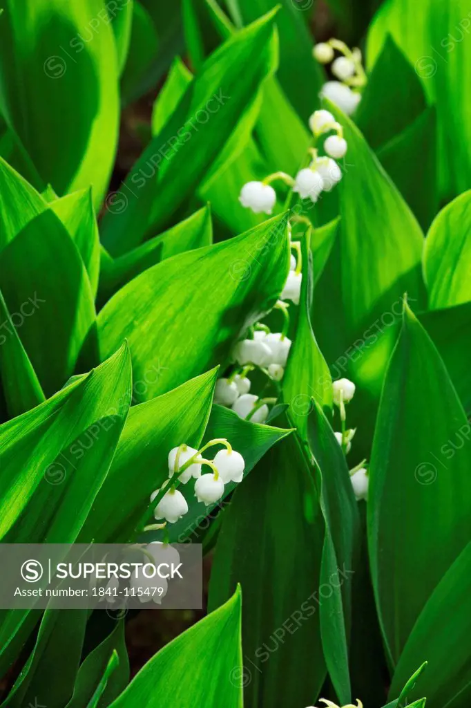 Lilies of the valley, Convallaria majalis