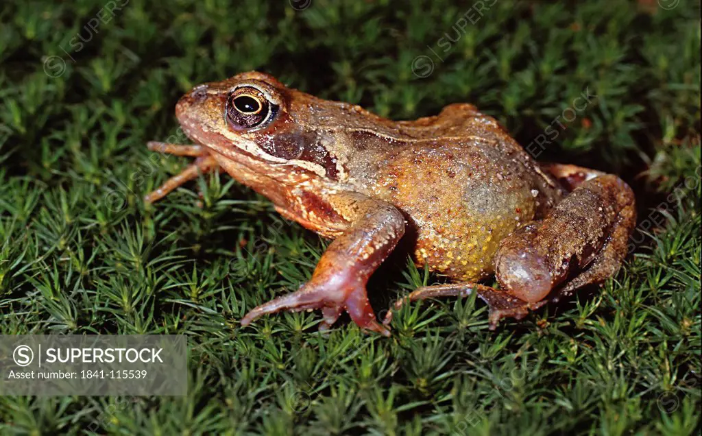 Grass frog, Rana temporaria