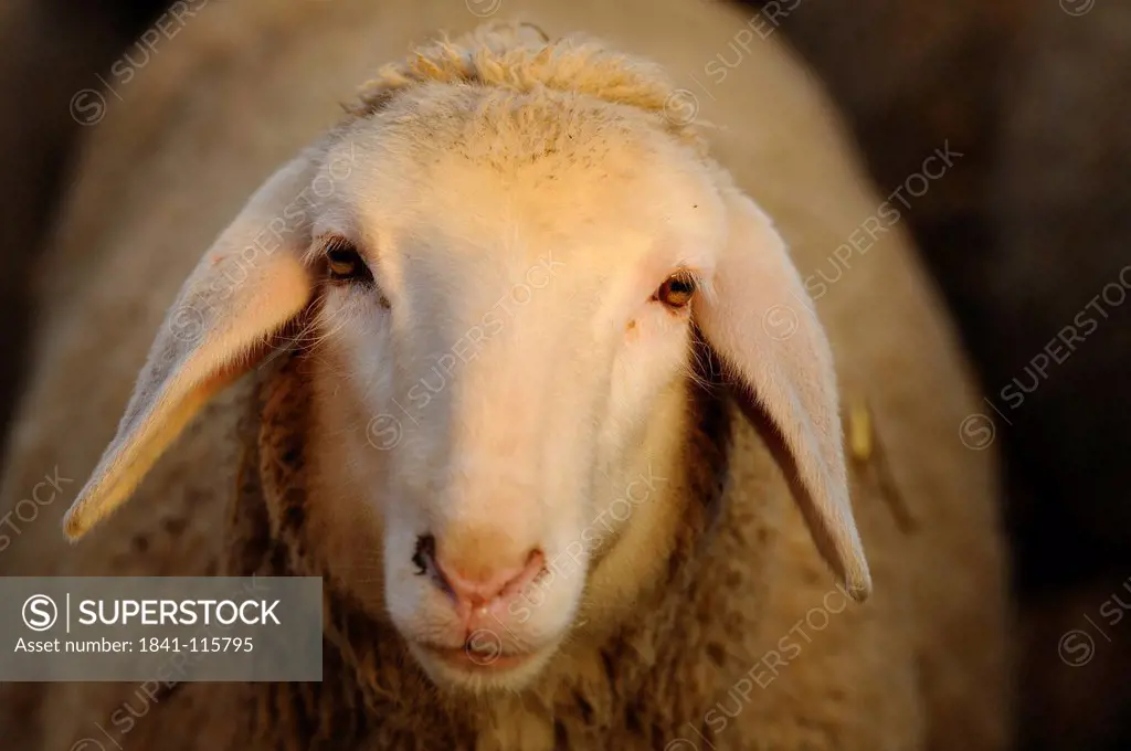 Merino sheep, portrait