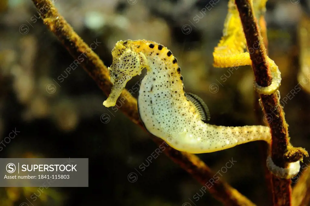 Long_snouted seahorse Hippocampus guttulatus