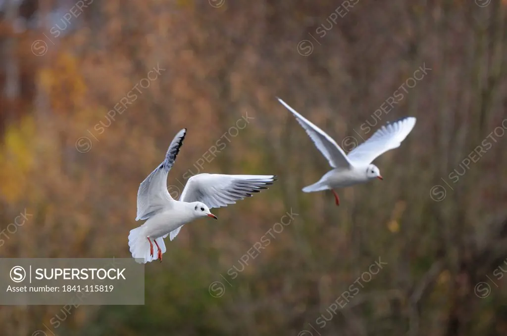 Two Black_headed Gulls Larus ridibundus flying