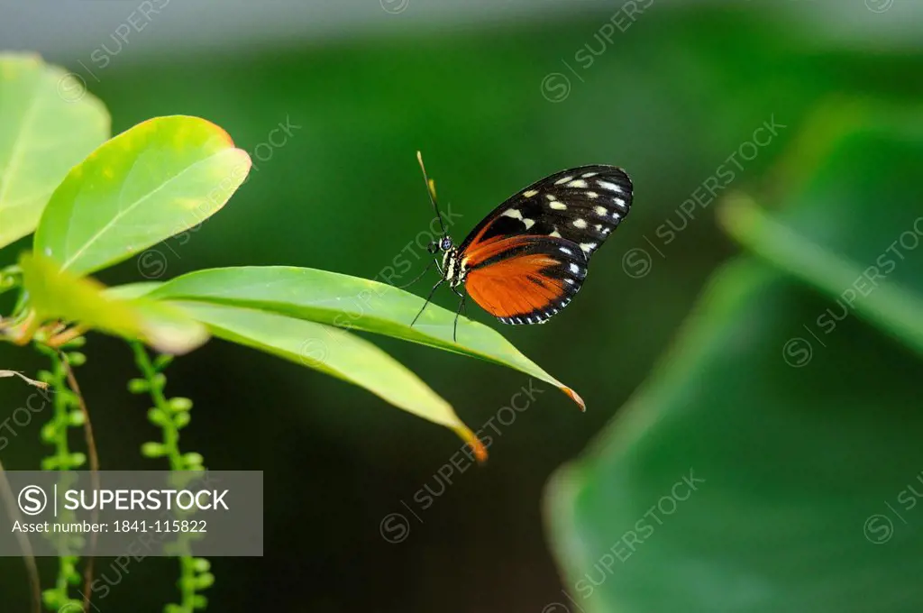 Tiger Longwing Heliconius hecale