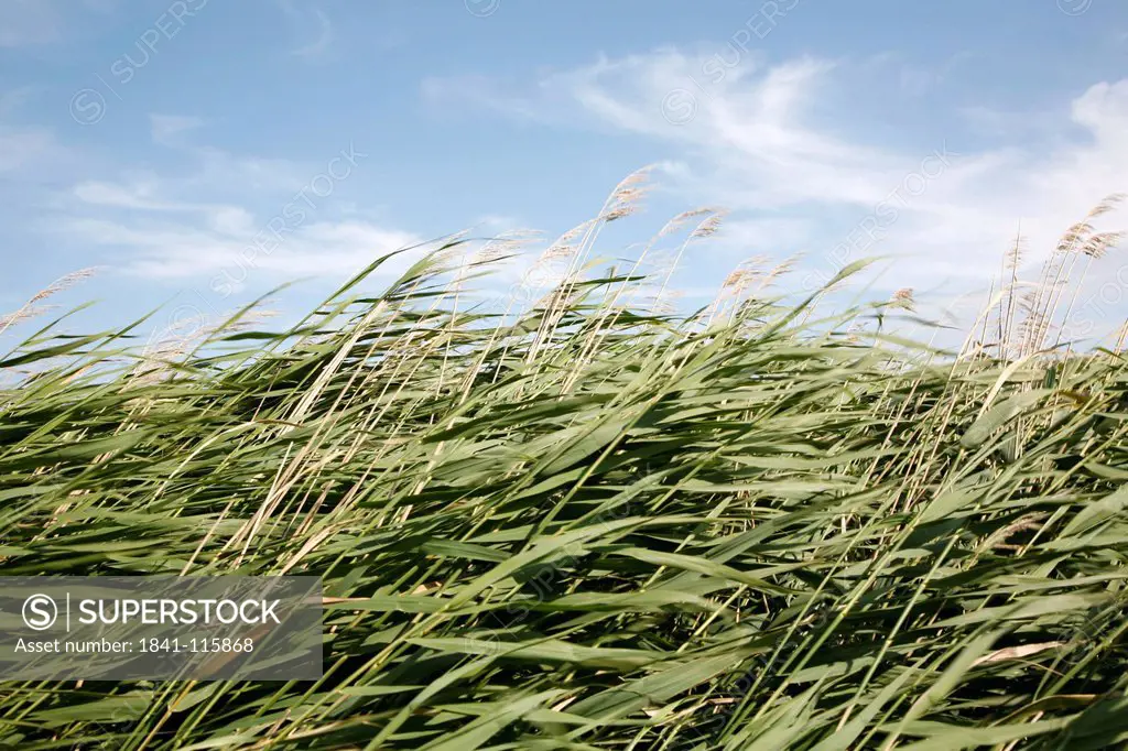 Reed swaying in wind, Zeeland, Netherlands