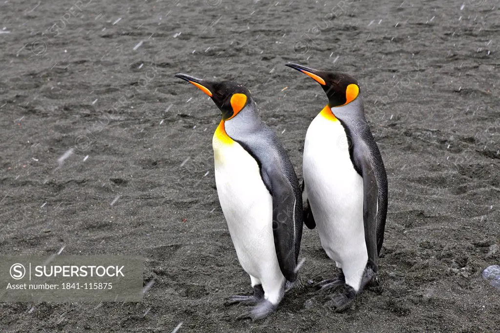 Two king penguins, Gold Harbour, South Georgia Island