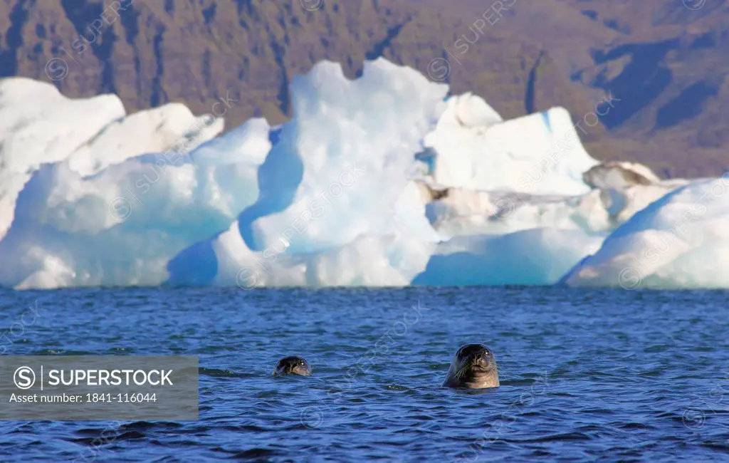 Seals in glacier lake Joekulsarlon in front of Vatnajoekull Iceland, Europe