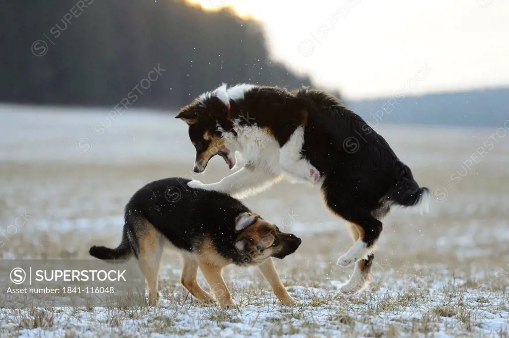 Australian Shepherd and German Shepherd playing on meadow in snow