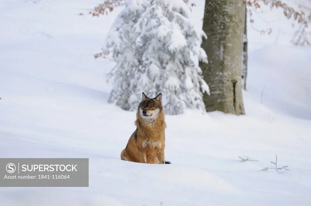 Gray Wolf Canis lupus in snow
