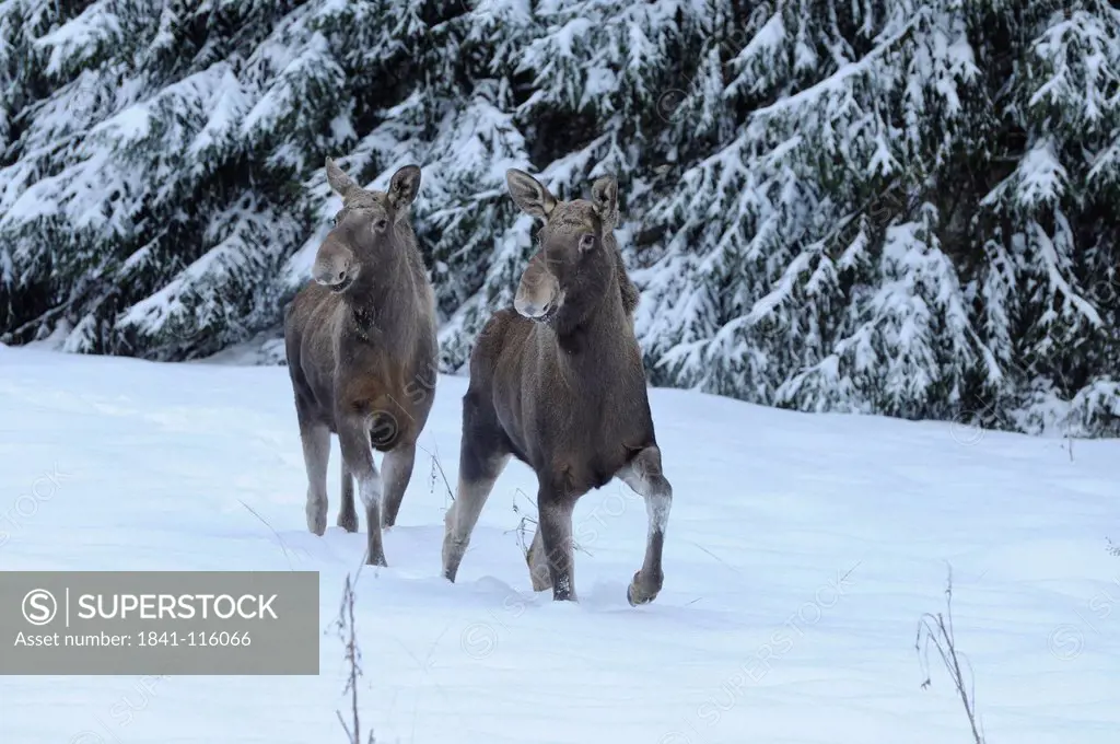 Two Moose Alces alces in snow