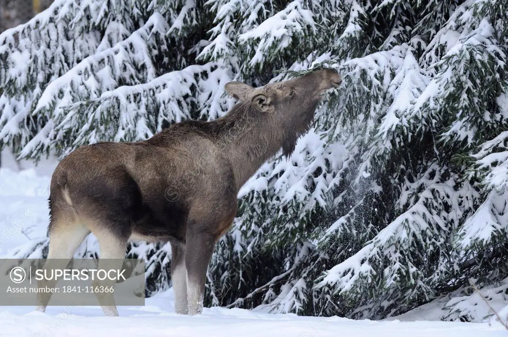 Moose Alces alces in snow